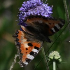 Aglais urticae