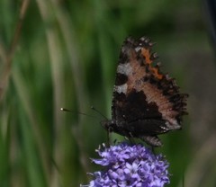 Aglais urticae