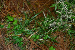 Pimpinella niitakayamensis