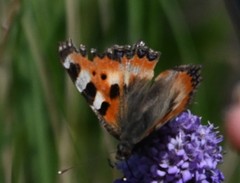 Aglais urticae