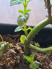 Spissistilus festinus