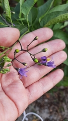 Solanum dulcamara