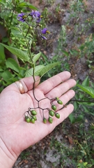 Solanum dulcamara