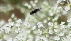 Hylaeus