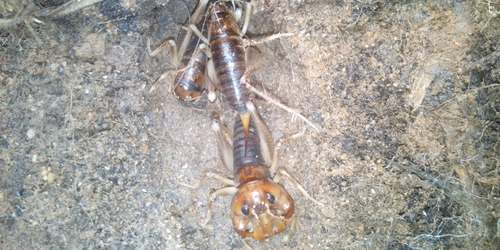 Photo of Monster Gnashing Cricket (Henicus monstrosus)
