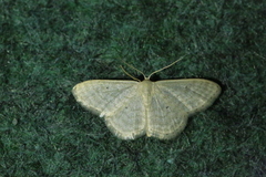 Idaea dilutaria