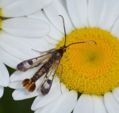 Synanthedon acerrubri