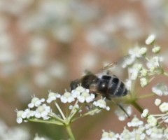 Eristalinae