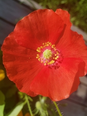 Papaver