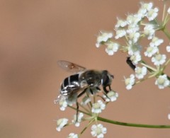Eristalinae
