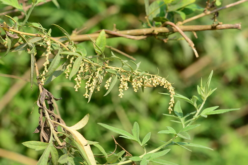 Image of Artemisia nilagirica by no rights reserved