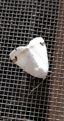 Bagisarinae