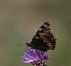 Aglais urticae