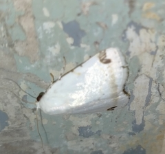Bagisarinae