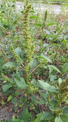 Amaranthus retroflexus