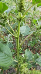 Amaranthus retroflexus