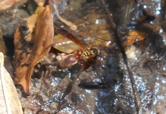 Polybia chrysothorax