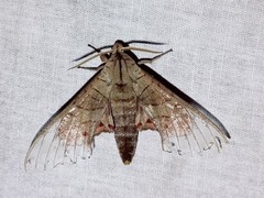 Marumba