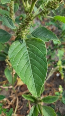Amaranthus retroflexus