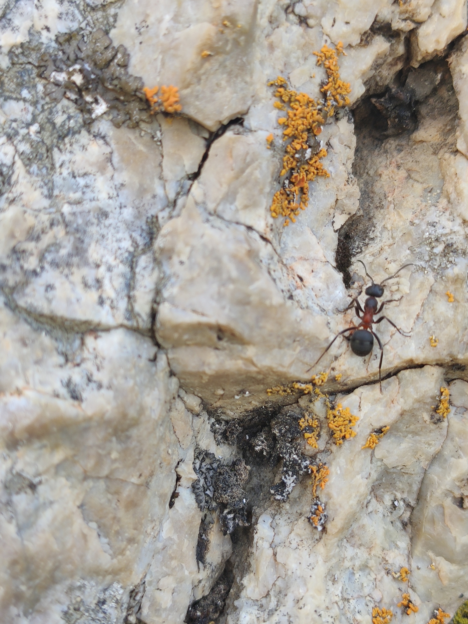 Formica uralensis