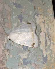 Bagisarinae