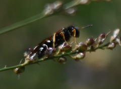 Philanthus