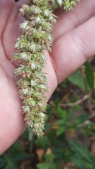 Amaranthus retroflexus