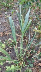 Echinochloa crus-galli