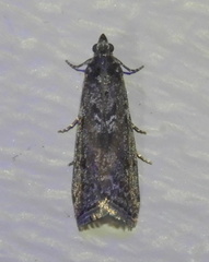 Pyla fusca