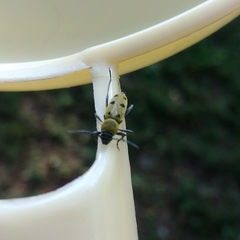 Chlorophorus glabromaculatus