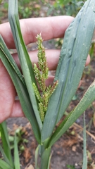 Echinochloa crus-galli