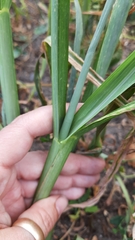 Echinochloa crus-galli
