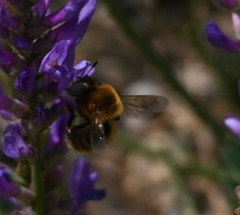 Melitturga mongolica