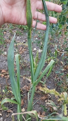 Echinochloa crus-galli