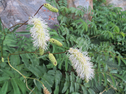 Sanguisorba dodecandra (Sanguisorba dodecandra)