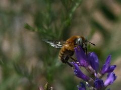 Melitturga mongolica