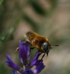 Melitturga mongolica