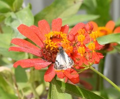 Heliopetes laviana