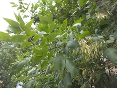 Fraxinus excelsior