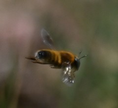 Melitturga mongolica