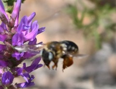 Melitturga mongolica