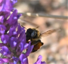 Melitturga mongolica