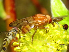 Brachyopa notata