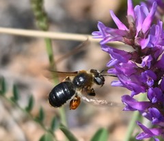 Melitturga mongolica