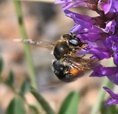 Melitturga mongolica