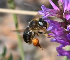 Melitturga mongolica