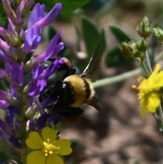 Bombus