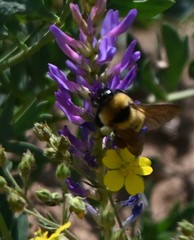 Bombus