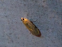 Tyspanodes linealis