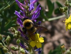 Bombus